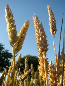 Wheat by Dag Terje Filip Endresen_CC BY 2.0